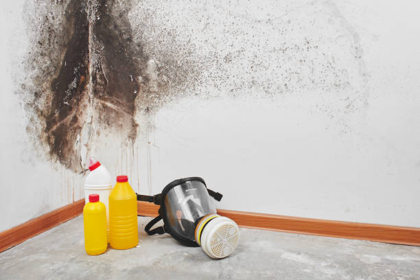 Best Mold Removal Company Near Me  in Buxton, NC