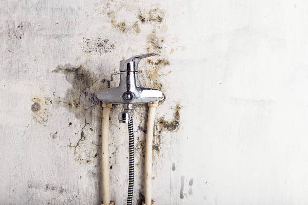 Reliable Buxton, NC Mold Removal Solutions