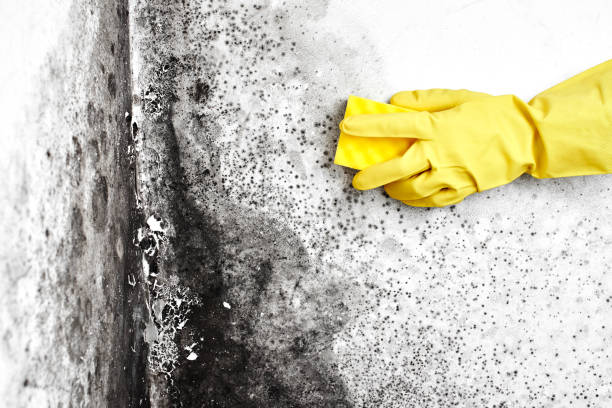 Best Mold Testing  in Buxton, NC