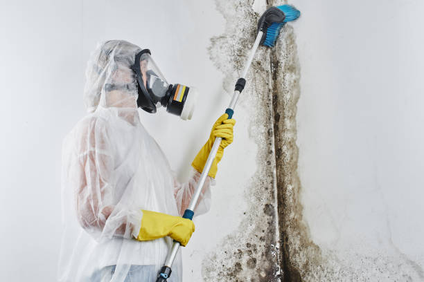 Home Mold Removal in Buxton, NC