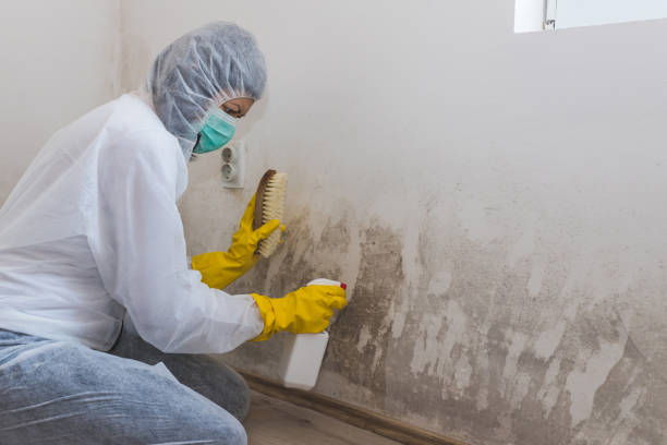 Best Mold Damage Repair  in Buxton, NC