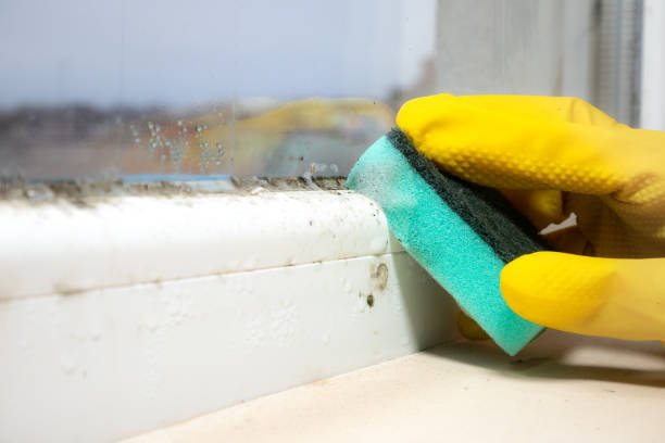 Best Same-Day Mold Removal  in Buxton, NC