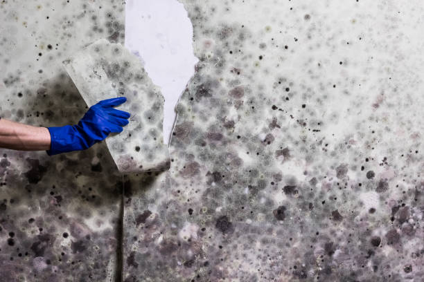 Best Emergency Mold Removal  in Buxton, NC