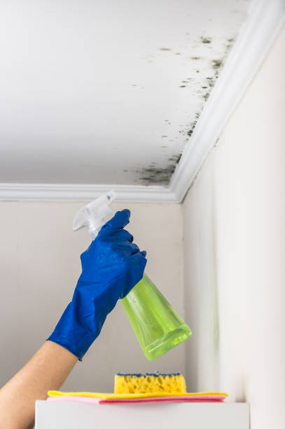 Attic Mold Removal in Buxton, NC